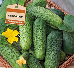 Огурец Вероника F1