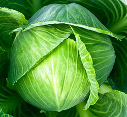 Капуста белокочанная Малахит F1
