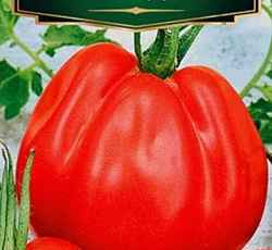 Томат Сто пудов