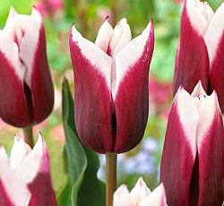 Тюльпан (Триумф) - Шпицберген