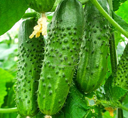 Огурец Музыкальные пальчики F1