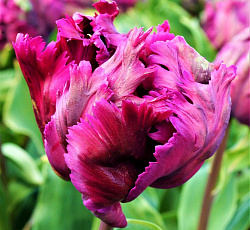 Тюльпан (Попугайный) - Негрита Пэррот