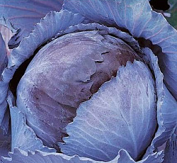 Капуста краснокочанная Победа