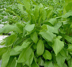 Щавель Крупнолистный