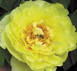 Пион (древовидный) - Хай Нун (Люкс)