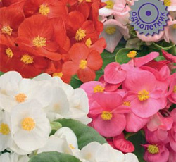 Бегония вечноцветущая зеленолистная Спринт Плюс Макси Микс