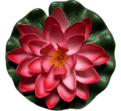 Лилия водоплавающая Красная d-14см