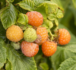 Малина (ремонтантная) - Абрикосовая