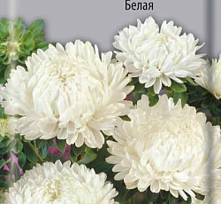 Астра Леди Корал Белая