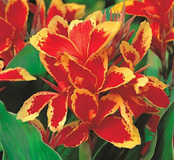 Канна (карликовая) - Люцифер