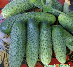 Огурец Хит сезона F1