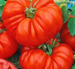 Томат Брутус F1