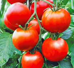Томат Надежда F1