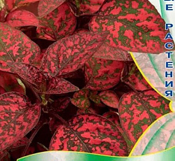 Гипоэстес Мрамор Красный