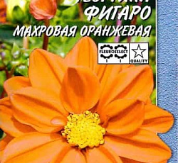 Георгина Фигаро Махровая оранжевая