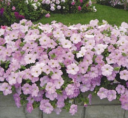 Петуния Супертуния Лавендер Уайт F1