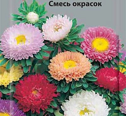 Астра Мацумото Смесь окрасок