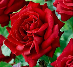 Роза (канадская парковая) - Катберт Грант