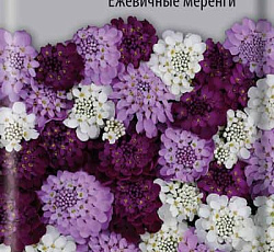 Иберис зонтичный Ежевичные меренги