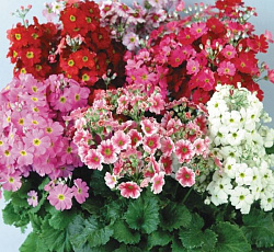 Примула малакоидес Микс