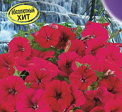 Петуния Водопадия бургундия F1 (многоцветковая)