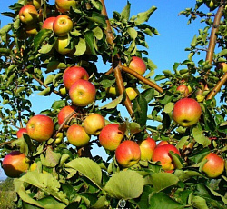 Яблоня - Жигулевское