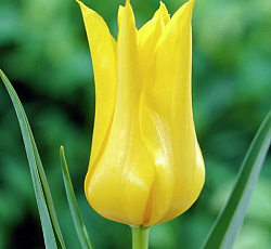 Тюльпан (Лилиецветный) - Вест Пойнт
