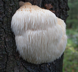 Ямабуши Львиная грива