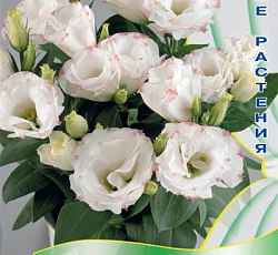 Эустома махровая Рози Бело-розовая