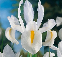 Ирис (голландский) - Уайт ван Влиет