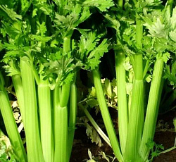 Сельдерей черешковый Атлант