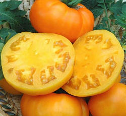 Томат Бизон желтый