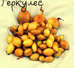 Лук-севок Геркулес F1