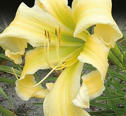 Лилейник (гибридный) - Хевенли Флайт ов Энджел