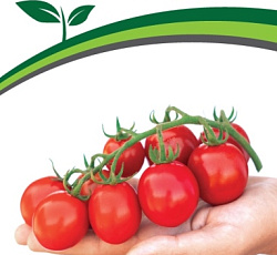 Томат Шоу Мен F1