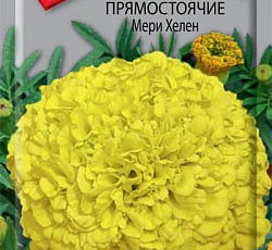 Бархатцы прямостоячие Мери Хелен