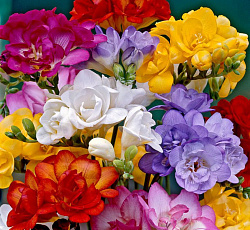 Фрезия (Махровая) - Смесь окрасок (в)