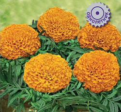 Бархатцы прямостоячие Тайшан Оранж