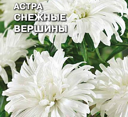 Астра Страусово перо Снежные вершины