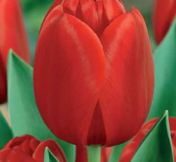 Тюльпан (Триумф) - Голландия