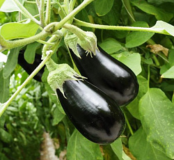 Баклажан Марципан F1