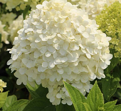 Гортензия (метельчатая) - Долли