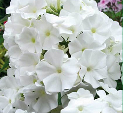 Флокс (метельчатый) - Вайт Спарр