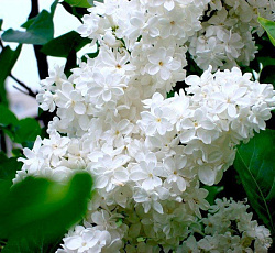 Сирень обыкновенная - Агидель