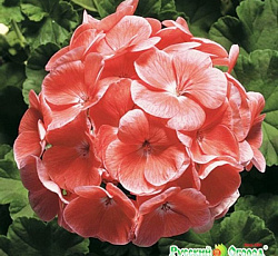 Пеларгония Аванти сэлмон F1