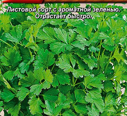 Петрушка листовая Катюша