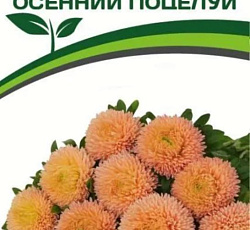 Астра китайская Осенний Поцелуй (Хризантелла)