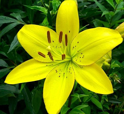 Лилия (ЛА-гибрид) - Йеллоу Кокот