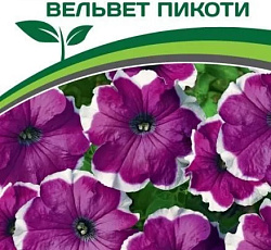 Петуния БеллаДонна Вельвет пикоти F1 многоцветковая каскадная