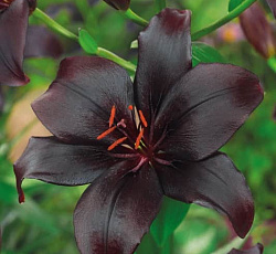 Лилия (азиатская) - Блэк Чарм